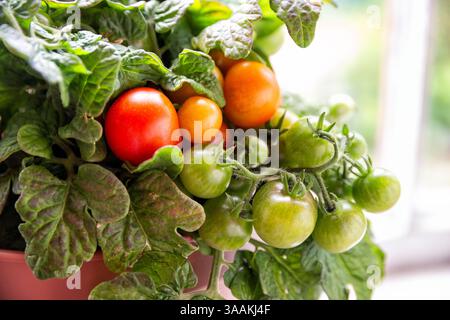 Vegetable garden on the windowsill. Growing vegetables at home. Ripe tomatoes grow in a pot on the windowsill Stock Photo