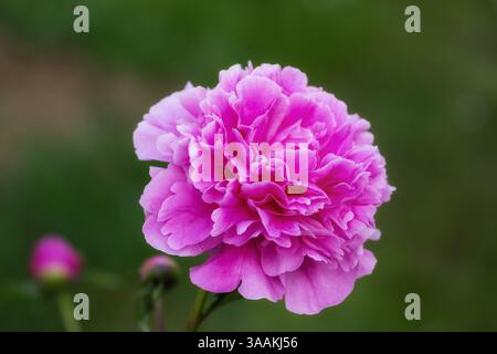 One large bright pink peony flower on a green background Stock Photo