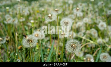 Meadow or field with white dandelions. Summer flowers in city and outside city. Plants are weeds. Dandelion seeds in form of parachutes. Stock Photo
