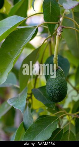 Avocado fruit grows close up on tree. Concept of growing exotic edible plants. Vertical image. Stock Photo