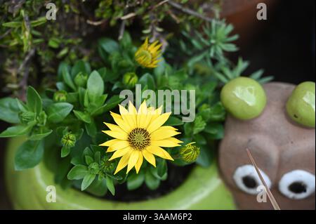 Bright yellow Osteospermum African daisies in bloom in quirky garden snail pot Stock Photo
