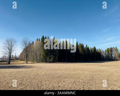 Beautiful landscape showcasing a grassy field with a forest edge under a clear blue sky in early spring in north of Sweden Stock Photo