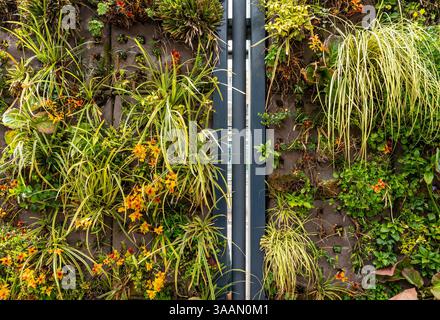 Green Living Wall at a Dutch Bus Stop, A Vertical Garden for Urban Sustainability Stock Photo