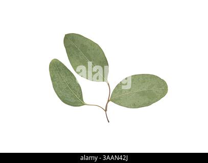 Dried eucalyptus leaves on white background Stock Photo