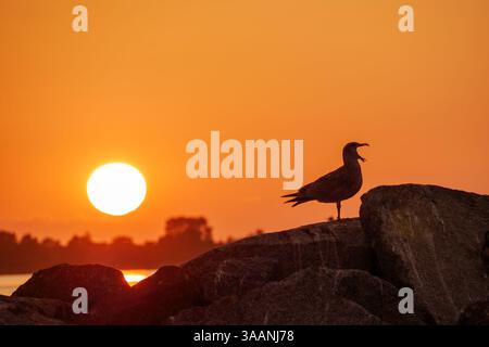 Silhouette of young herring gull screaming for food standing on rocks against vibrant sunset in Wiek harbor, Rügen, Germany Stock Photo