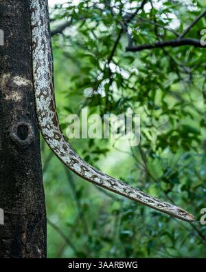 Python molurus or Indian rock at ranthambore national park forest tiger reserve rajasthan india python hanging on tree in natural scenic monsoon green Stock Photo