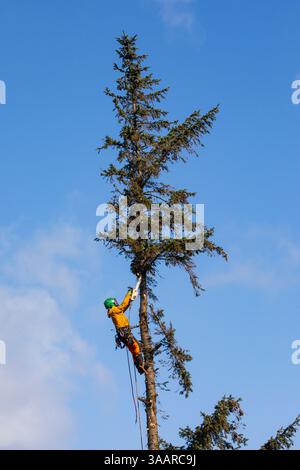 arborist Stock Photo