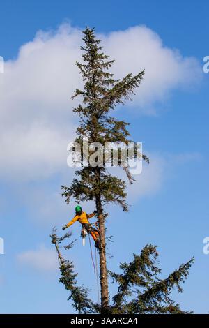 arborist Stock Photo