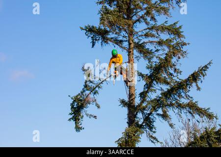 arborist Stock Photo