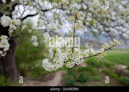 Spring Season blossom Stock Photo
