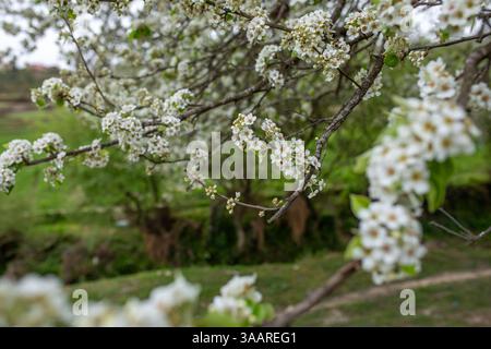 Spring Season blossom Stock Photo