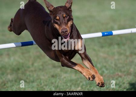 Brown Doberman Pinscher jumping over a hurdle Stock Photo