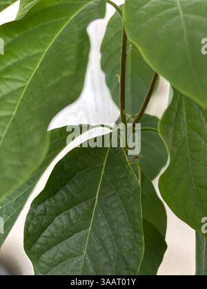 "Every vein tells a story - the quiet poetry of avocado leaves up close," Stock Photo