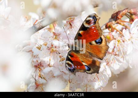 A Peacock butterfly,Aglais io forages on Cherry blossom, UK Stock Photo