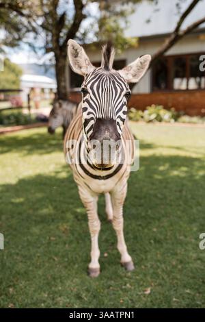 Close-up of a zebra's face, highlighting its bold stripes and intricate fur texture. Stock Photo