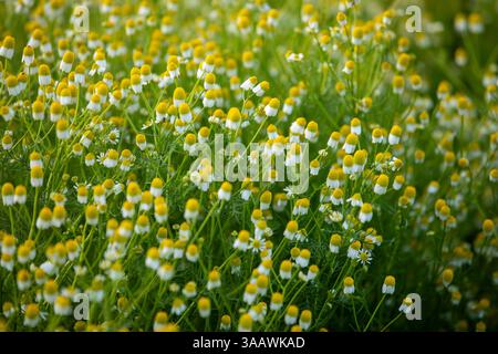 Spring Season blossom Stock Photo