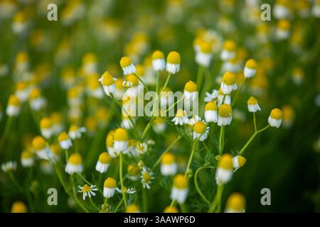 Spring Season blossom Stock Photo