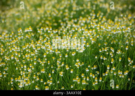 Spring Season blossom Stock Photo
