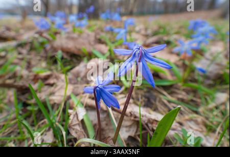 A vivid display of delicate blue spring flowers emerging amidst fallen leaves, symbolising renewal, beauty, and the transition from winter to spring i Stock Photo