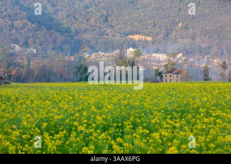 Spring Season blossom Stock Photo