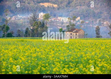 Spring Season blossom Stock Photo