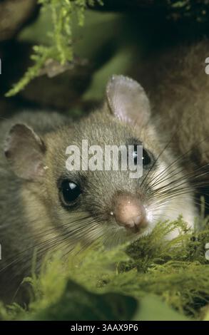 Siebenschläfer, Portrait, Glis glis, edible dormouse, edible commoner dormouse, fat dormouse, squirrel-tailed dormouse, Schläfer, Bilch, Bilche Stock Photo