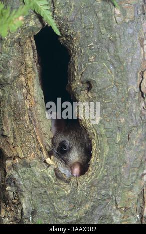 Siebenschläfer, in Baumhöhle, Glis glis, edible dormouse, edible commoner dormouse, fat dormouse, squirrel-tailed dormouse, Schläfer, Bilch, Bilche Stock Photo