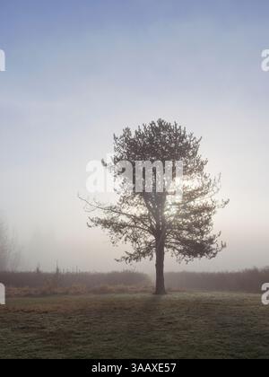 A lone pine tree stands tall in the morning mist with the sun behind it in Hauser, Idaho. Stock Photo