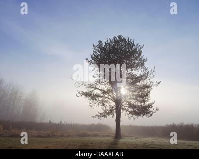A lone pine tree stands tall in the morning mist with the sun behind it in Hauser, Idaho. Stock Photo