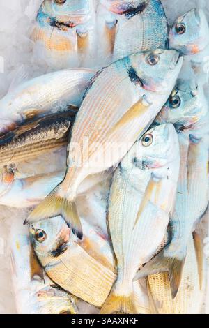 France, Aude, Narbonnaise regional natural park in the Mediterranean, Cote du Midi, Midi Coast, Grand Narbonne, Gruissan, recently caught sea bream in a cooler for sale at the market Stock Photo