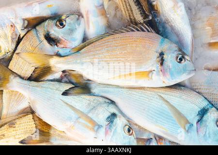 France, Aude, Narbonnaise regional natural park in the Mediterranean, Cote du Midi, Midi Coast, Grand Narbonne, Gruissan, recently caught sea bream in a cooler for sale at the market Stock Photo