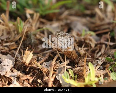 Asian Zebra Blue Butterfly - Leptotes plinius Stock Photo