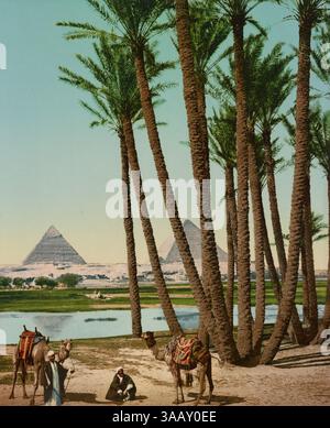 Photochrom print of palm trees and pyramids in Cairo, Egypt Stock Photo ...