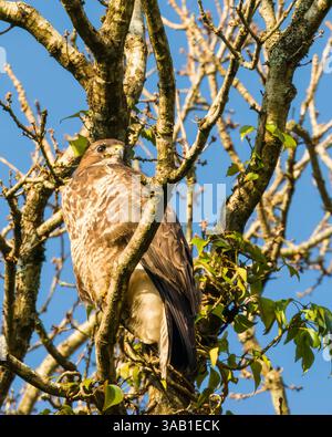 Common Buzzard (Buteo Buteo) perching in a tree in southern England Stock Photo