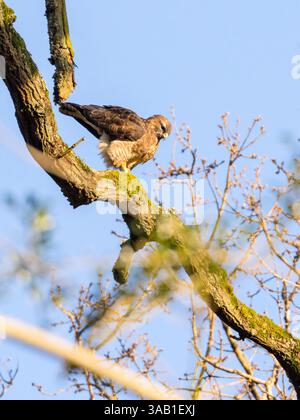 Common Buzzard (Buteo Buteo) perching in a tree in southern England Stock Photo