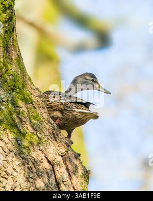 Female mallard duck (Anas platyrhynchos) climbing a tree in southern England Stock Photo