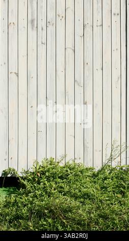 Vertical Minimalist Shot of a Light Wooden Wall with Grass and Ivy Growing at the Base Stock Photo