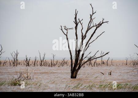 Dead trees emerge above the water in Manyara lake in Serengeti, Tanzania Stock Photo