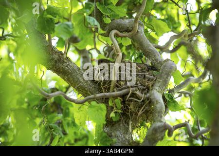 Blackbird (Turdus merula) sits in its well-hidden nest between branches, Germany, Europe Stock Photo