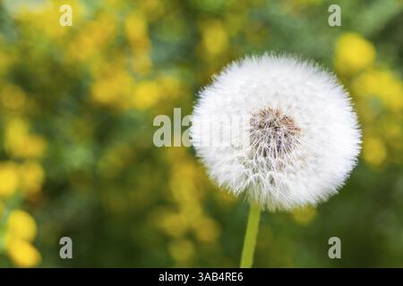 Dandelion, seed head of dandelion (Taraxacum), Germany, Europe Stock Photo