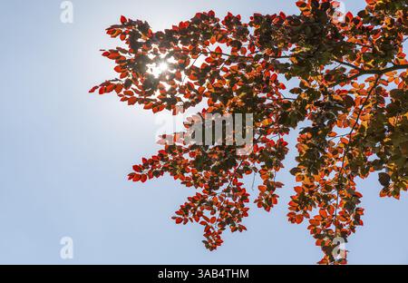 Sun shining through the leaves of a copper beech (Fagus sylvatica f. purpurea) Stock Photo