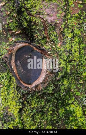 Callus growth around edge of wound where branch was sawed off on deciduous tree trunk overgrown with Bryophyta - Green Moss, Lichen growth in summer. Stock Photo