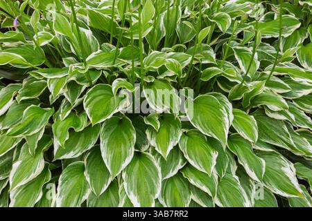 Hosta 'Shade Fanfare' in summer. Stock Photo