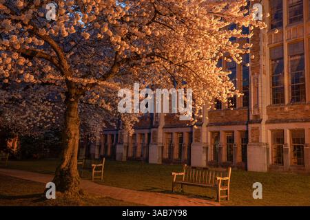 WA28245-00...WASHINGTON - Ancient cherry tree in bloom during the predawn hour located along The Quad at the University of Washington in Seattle, Stock Photo