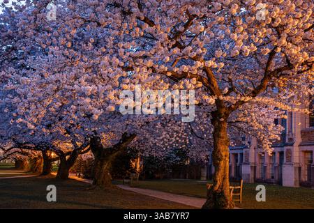 WA28248-00...WASHINGTON - Cherry trees in full bloom along the sides of The Quad at the UW in Seattle. Stock Photo