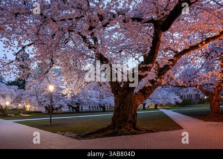 WA28251-00...WASHINGTON - Cherry trees blooming on The Quad at the University of Washington in Seattle. Stock Photo