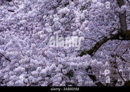 WA28260-00...WASHINGTON - Cherry tree in bloom on the University of Washington campus in Seattle. Stock Photo