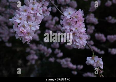 WA28267-00...WASHINGTON - Detail of a cherry tree in bloom at the University of Washington campus in Seattle. Stock Photo