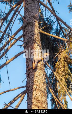 Two squirrels with fluffy tails on the trunk of an old tree. Two Red squirrels chasing each other around a tree. Red squirrels play with each other. Stock Photo