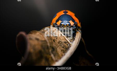 Close-up of an orange ladybird resting on a dry leaf, showcasing intricate details and textures in a nature-focused composition Stock Photo